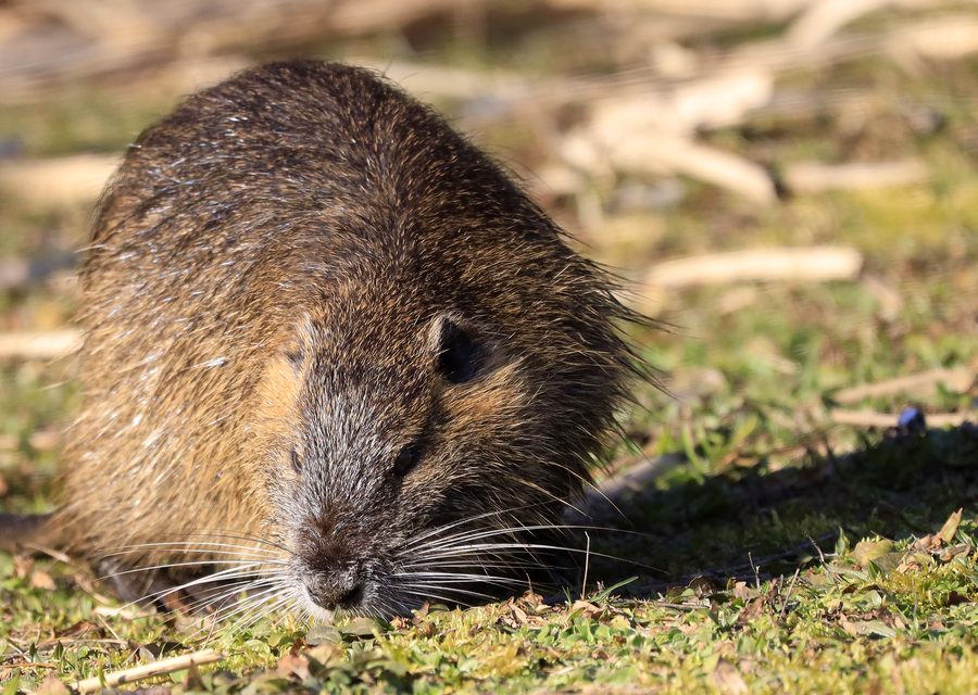 Animal exclusion work in Jefferson City