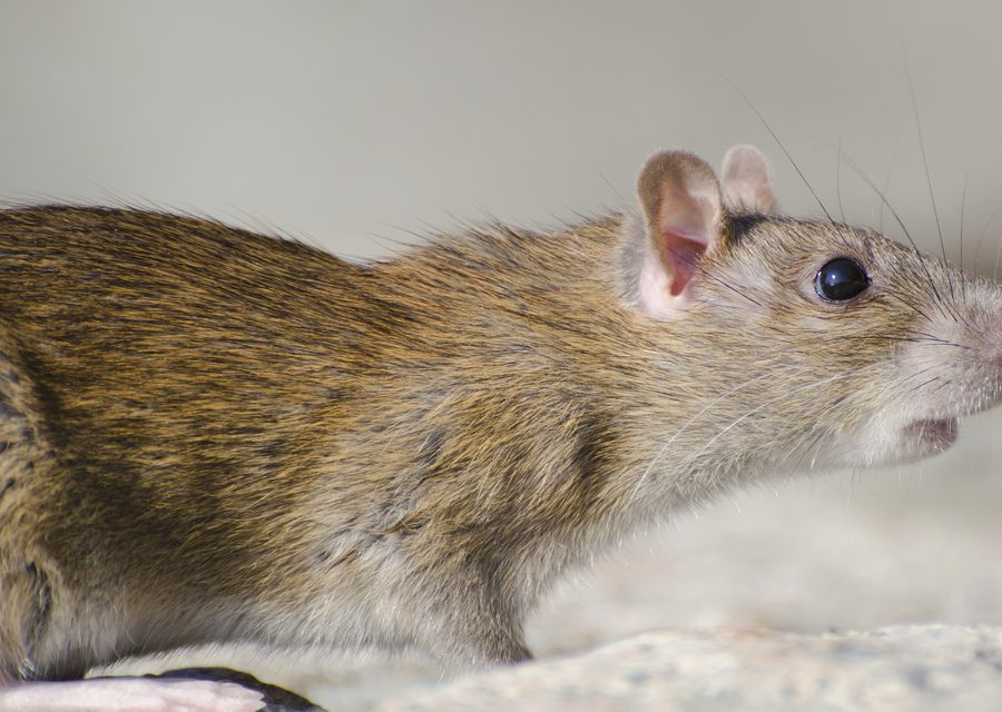 Animal exclusion work in Elkins