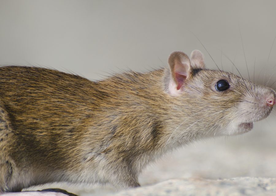 Animal exclusion work in Alcoa