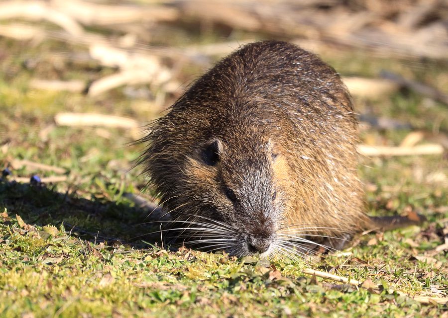 Animal exclusion work in South Whitehall