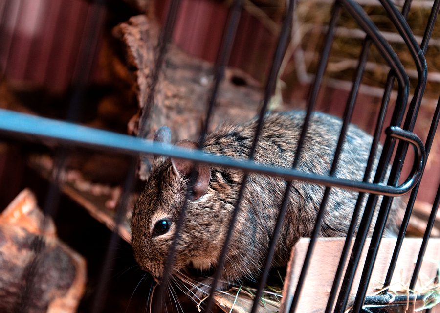 Animal exclusion work in Jefferson City