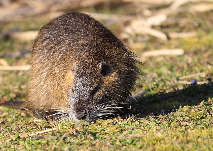 Animal exclusion work in Chuckey