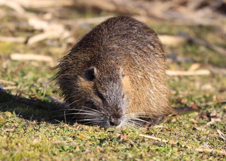 Animal exclusion work in Commerce