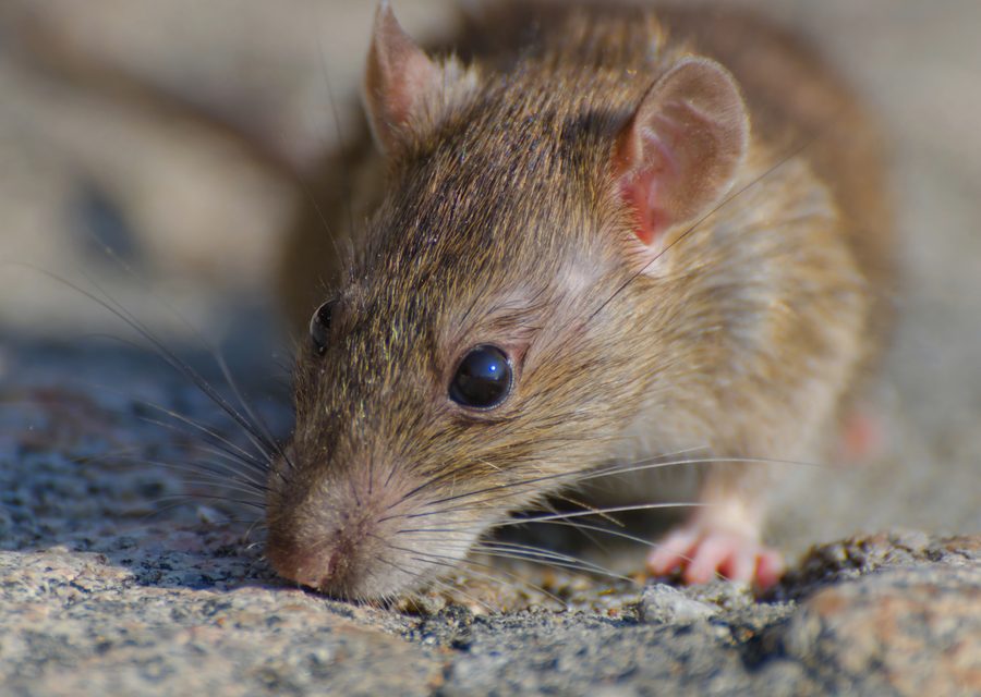 Animal exclusion work in Greeneville