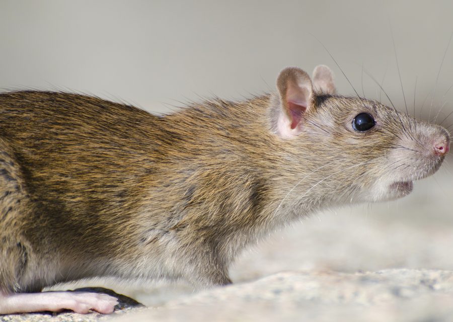 Animal exclusion work in Walled Lake
