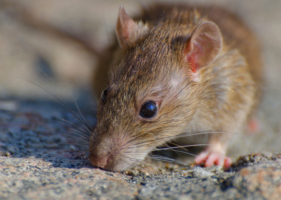 Animal exclusion work in Carl Junction