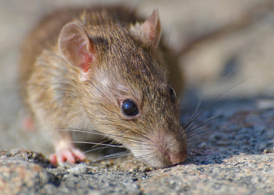 Animal exclusion work in Hellertown