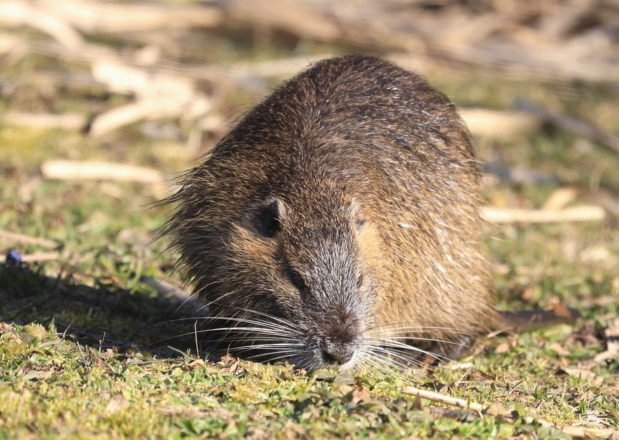 Animal exclusion work in Emmaus