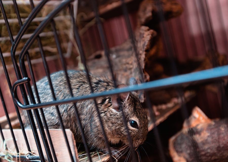 Animal exclusion work in Greensboro