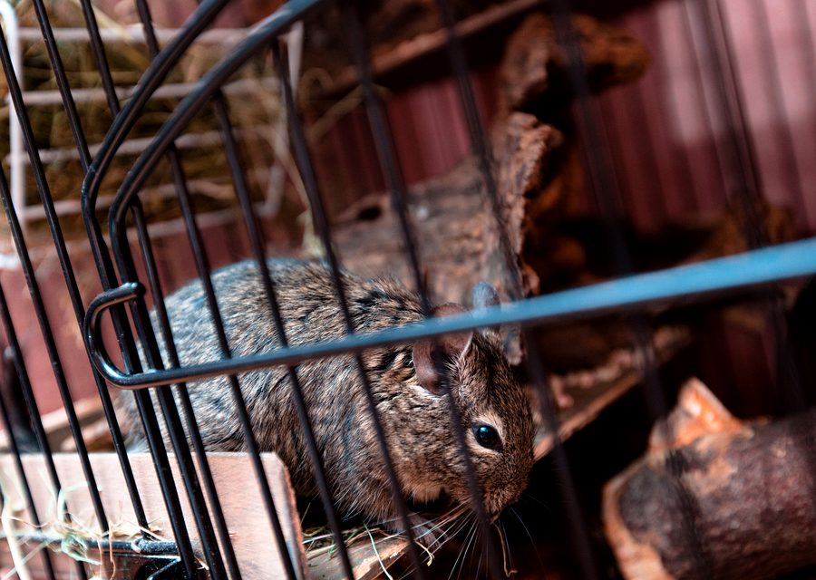 Animal exclusion work in Waterford