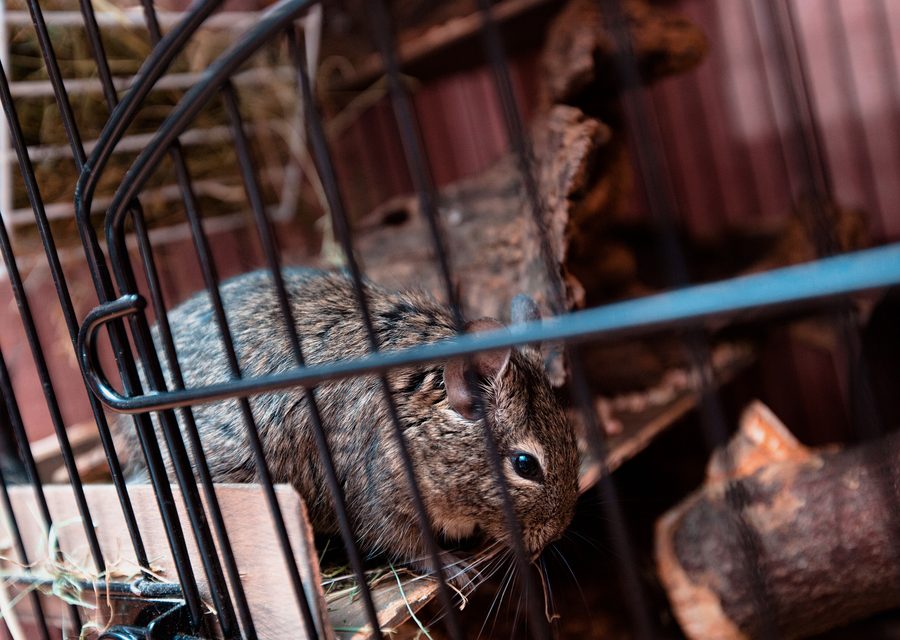 Animal exclusion work in Wesley
