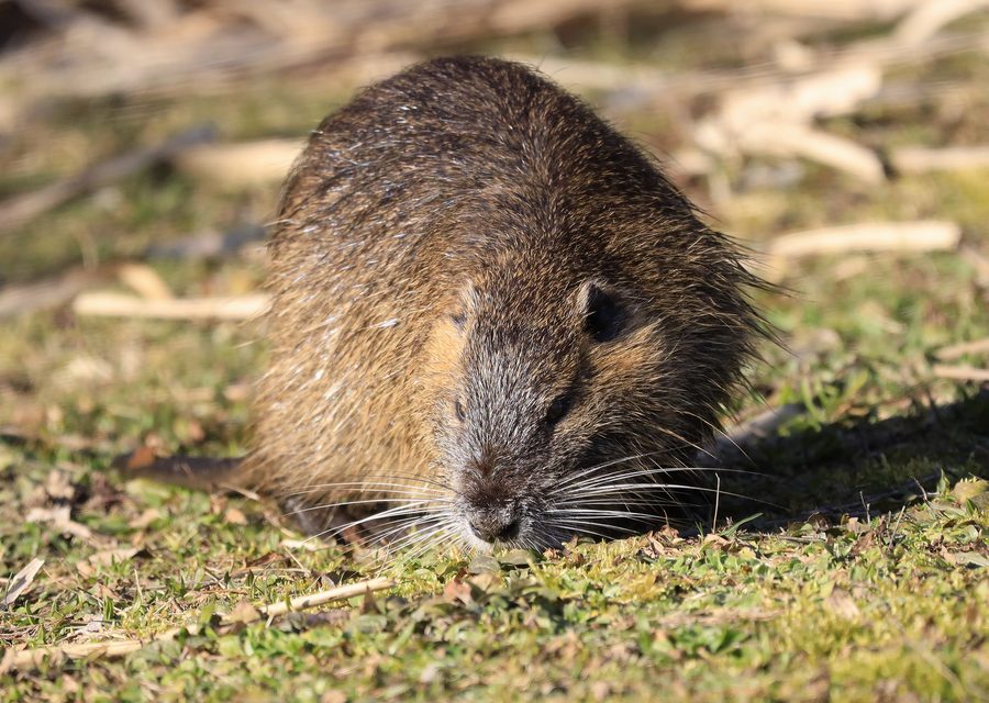 Animal exclusion work in Harriman