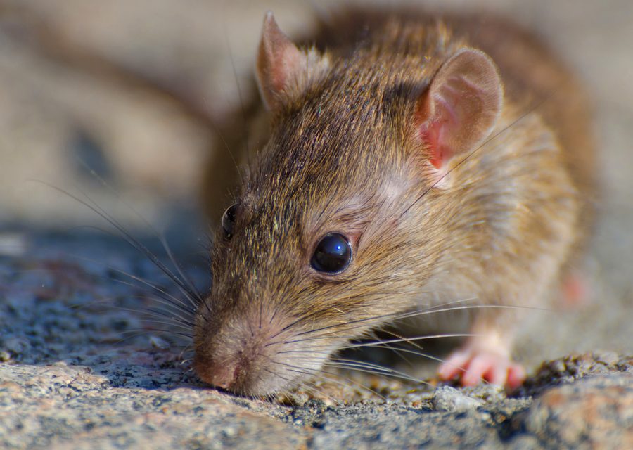 Animal exclusion work in Bellaire