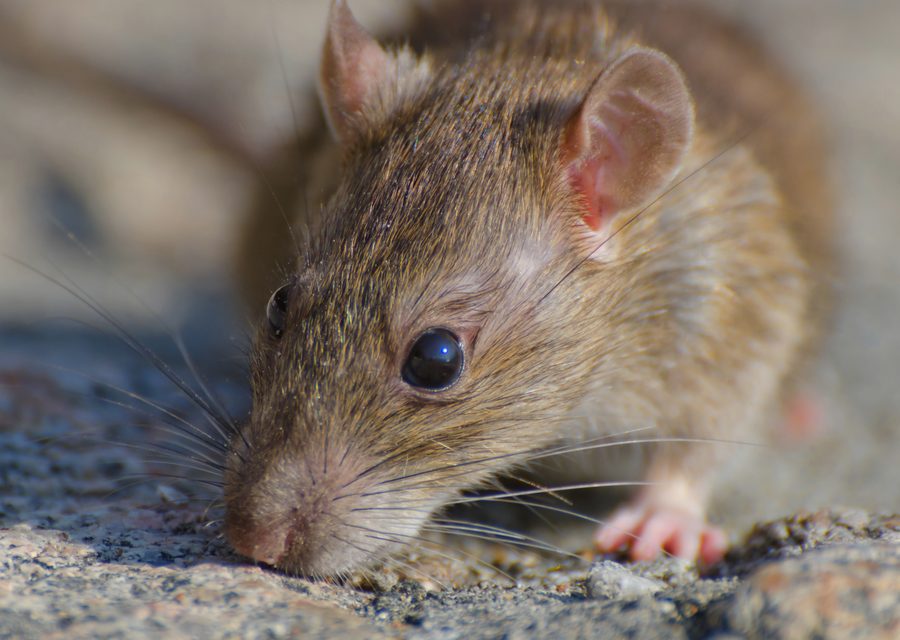 Animal exclusion work in Sylvan Lake