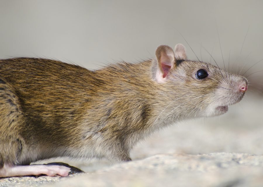 Animal exclusion work in Houston