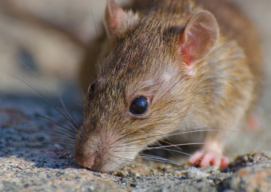 Animal exclusion work in Cave Springs