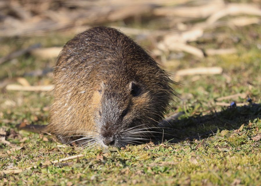 Animal exclusion work in Jellico