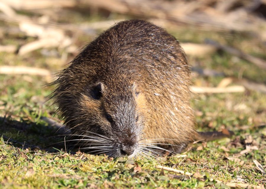 Animal exclusion work in Plymouth