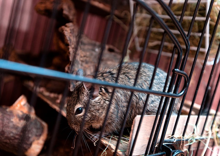 Animal exclusion work in Afton