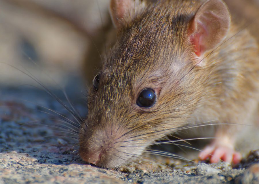 Animal exclusion work in La Follette