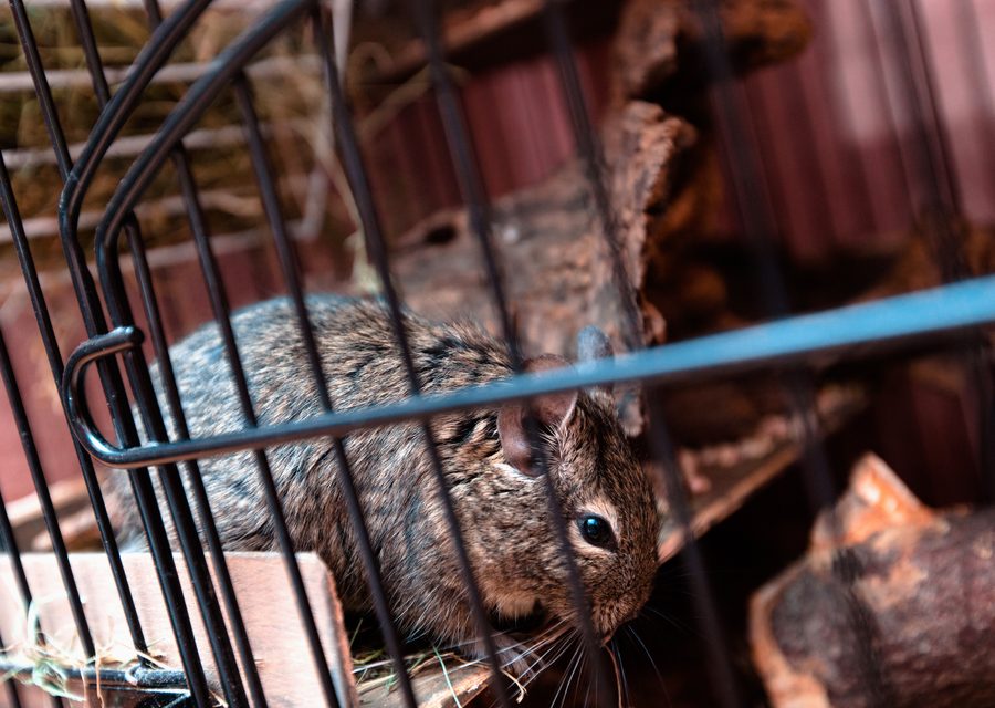 Animal exclusion work in Friendsville