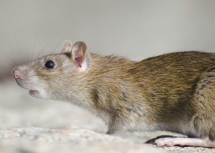 Animal exclusion work in Hartland