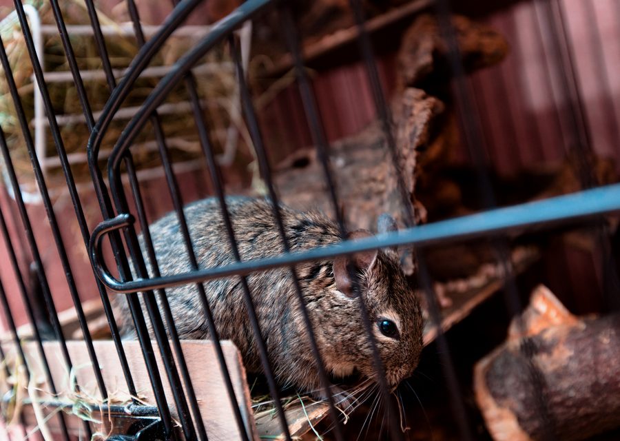 Animal exclusion work in Pigeon Forge