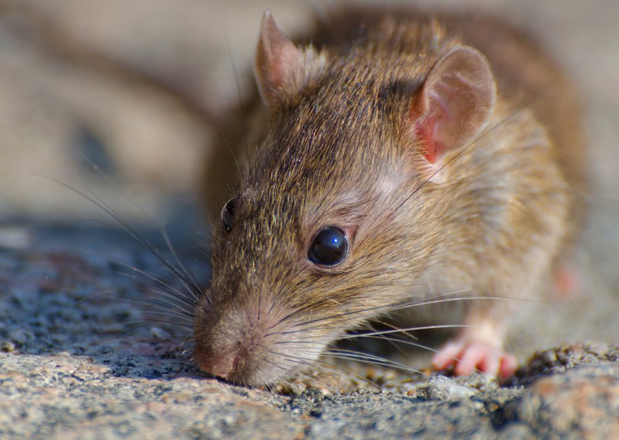 Animal exclusion work in Anderson