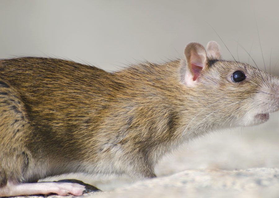 Animal exclusion work in Seligman