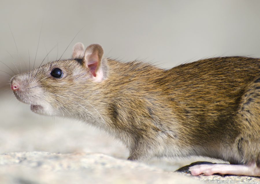Animal exclusion work in Sunbright