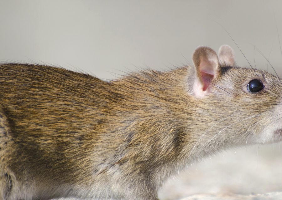 Animal exclusion work in Palm City