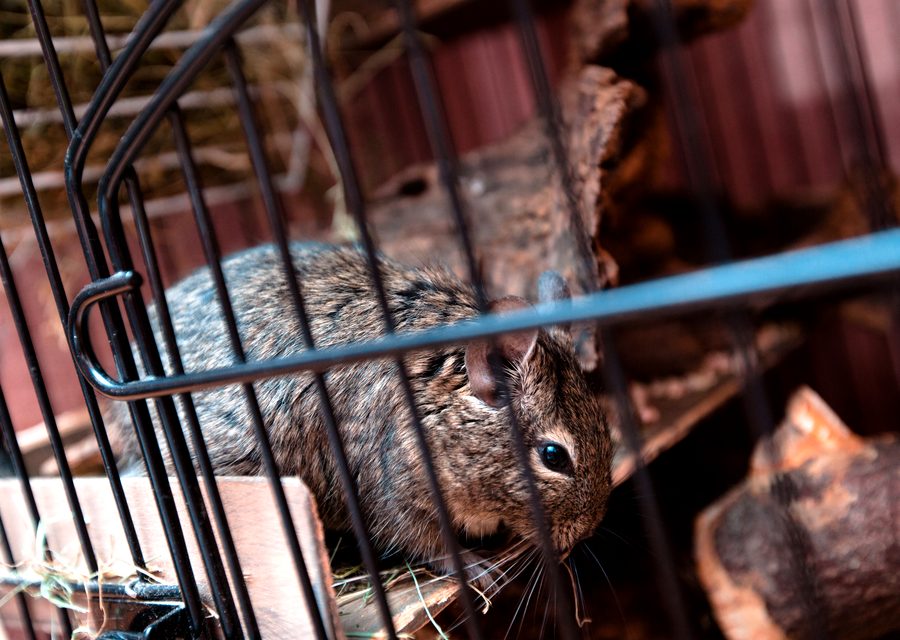 Animal exclusion work in Bogart
