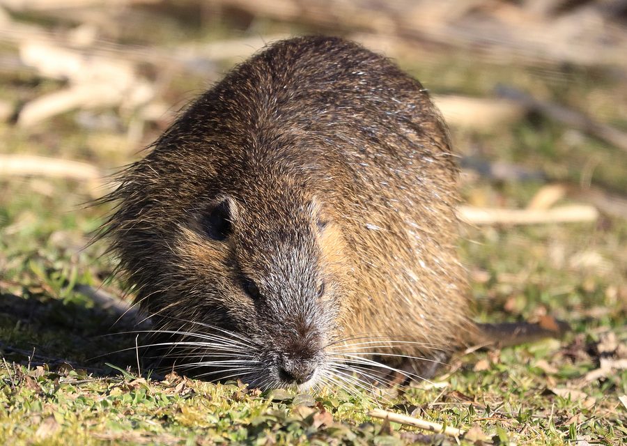 Animal exclusion work in Farmington Hills