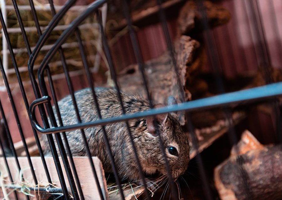 Animal exclusion work in Genoa