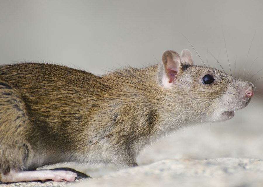 Animal exclusion work in Clinton