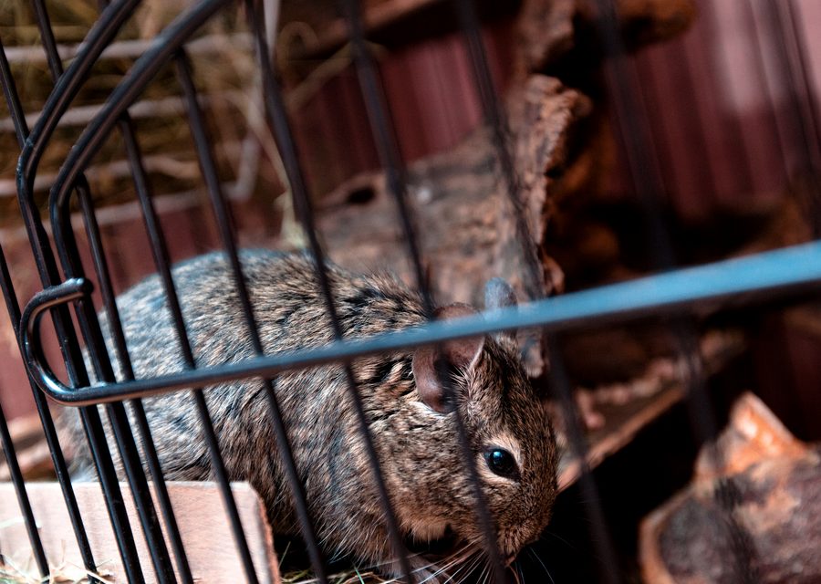 Animal exclusion work in Gravette