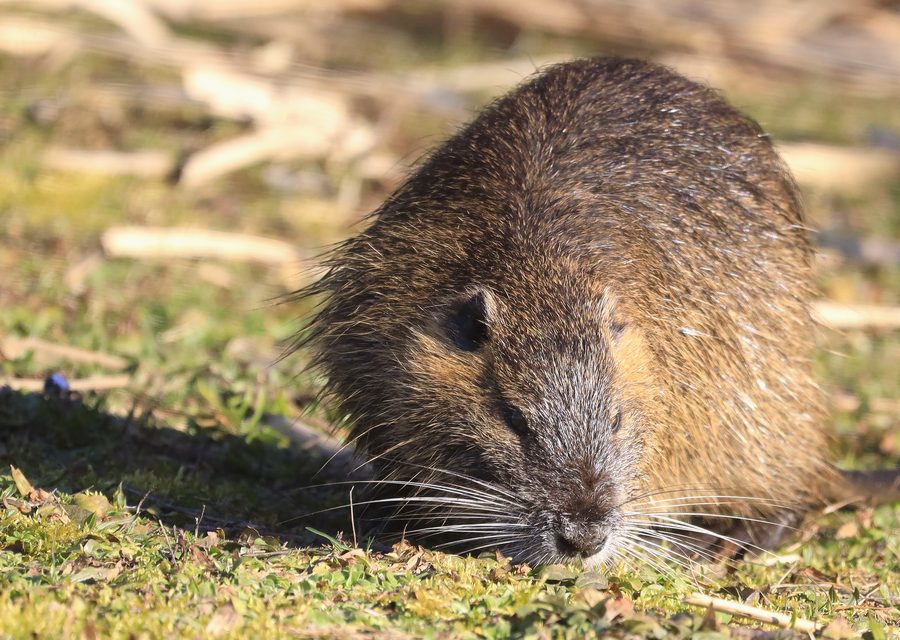 Animal exclusion work in Sugar Land