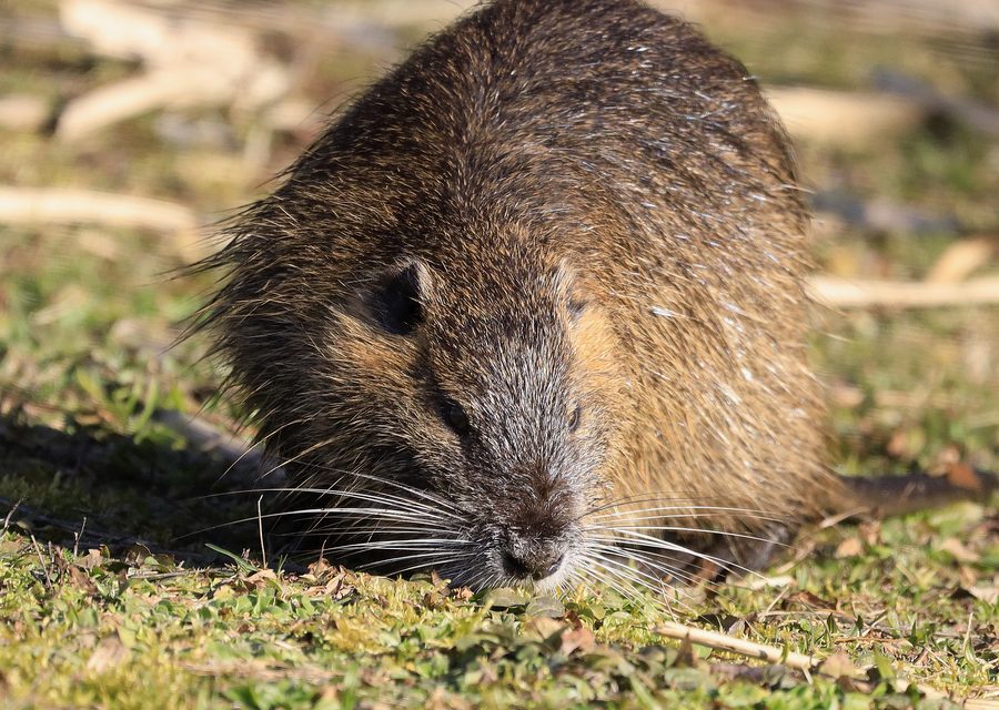 Animal exclusion work in Whitehall