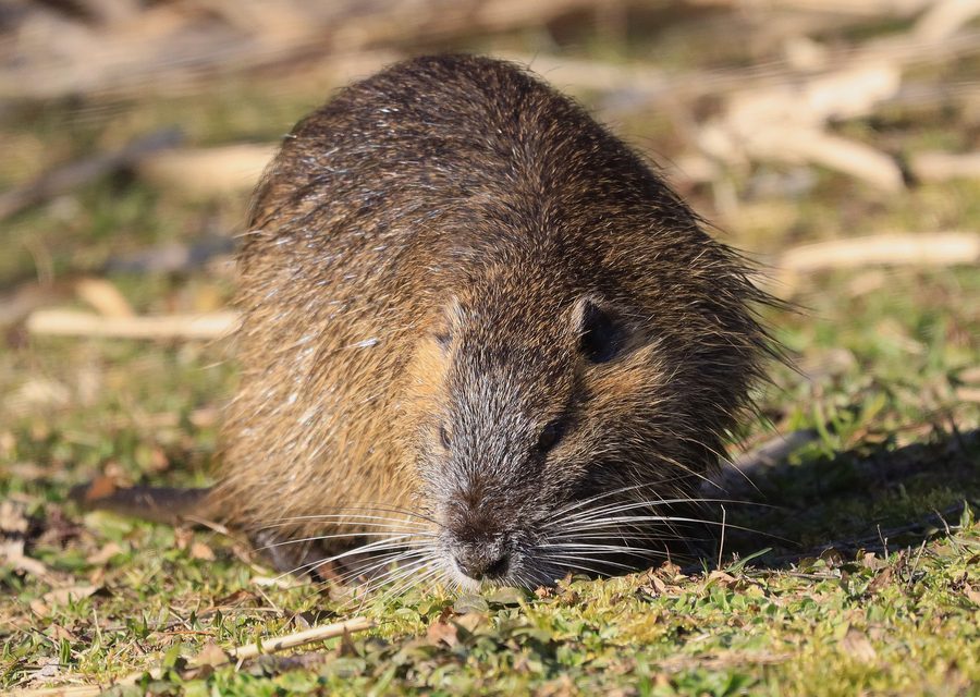 Animal exclusion work in Highland