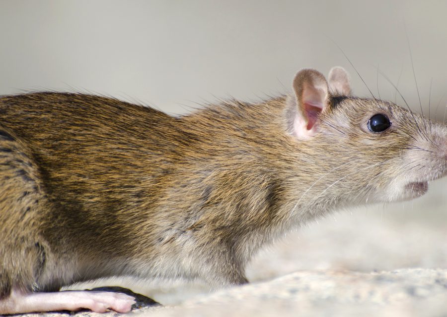 Animal exclusion work in Rockwood
