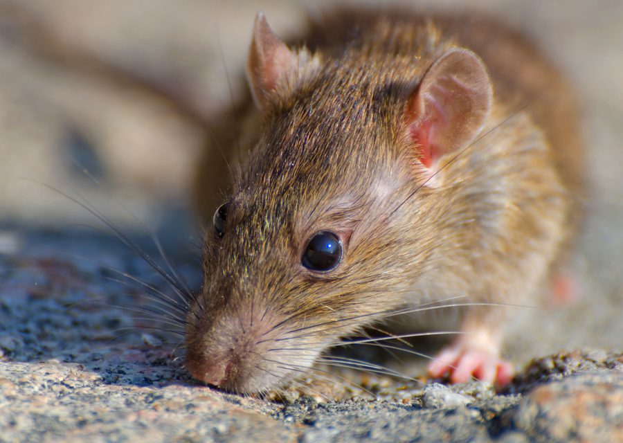 Animal exclusion work in Bluff City