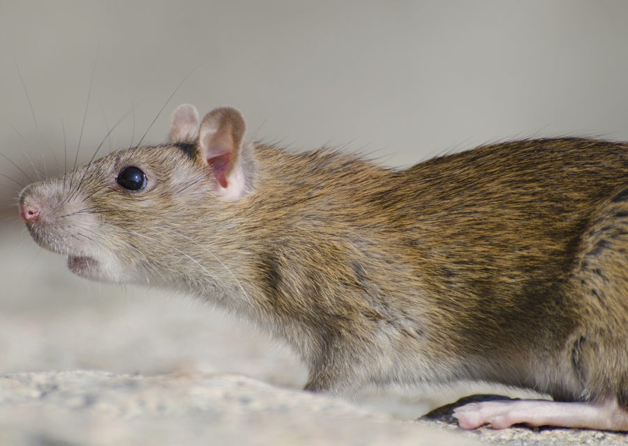 Animal exclusion work in Fulshear