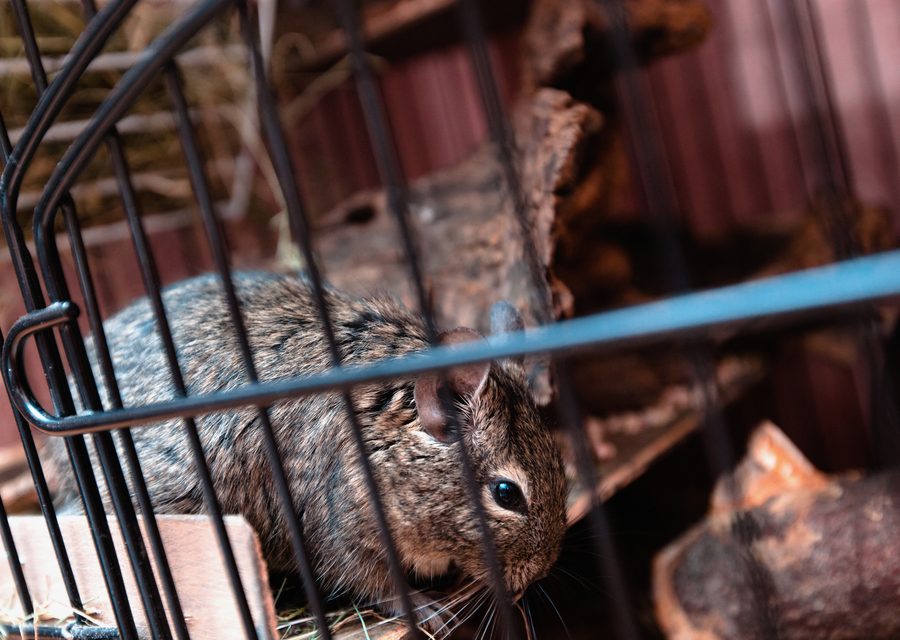 Wildlife damage repair in Council Bluffs