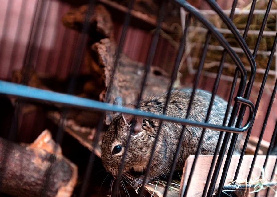 Wildlife damage repair in Webb City