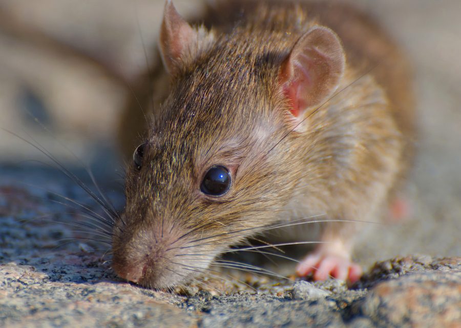Wildlife damage repair in Harrison