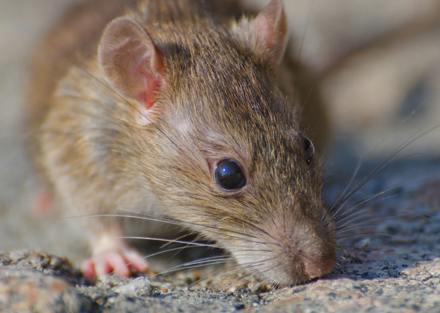Wildlife damage repair in Harrogate