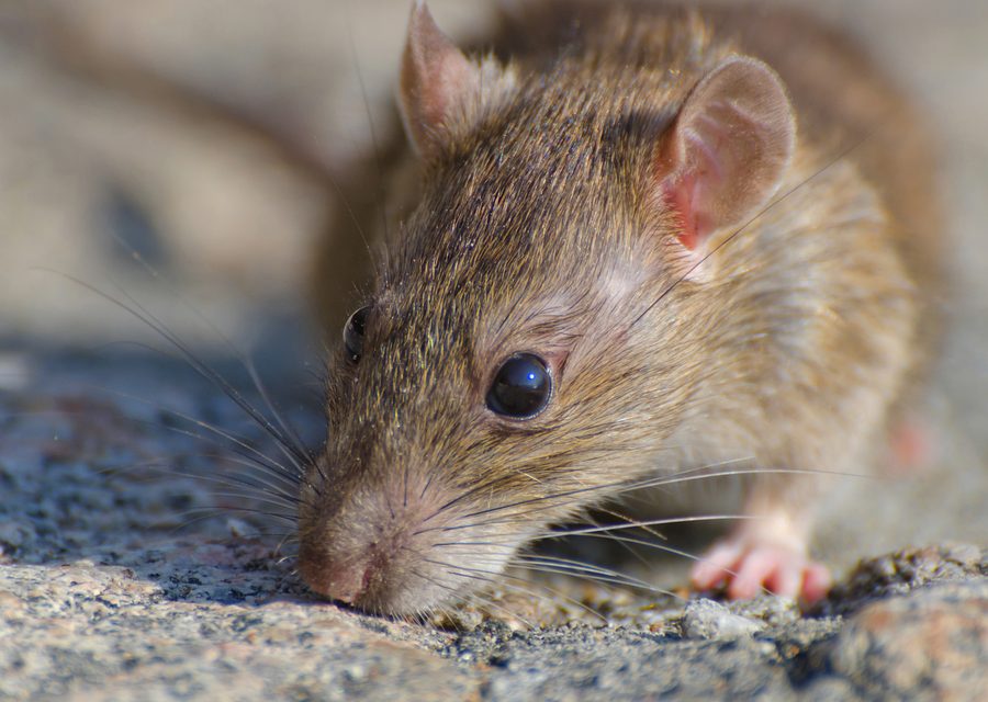 Wildlife damage repair in Del Rio