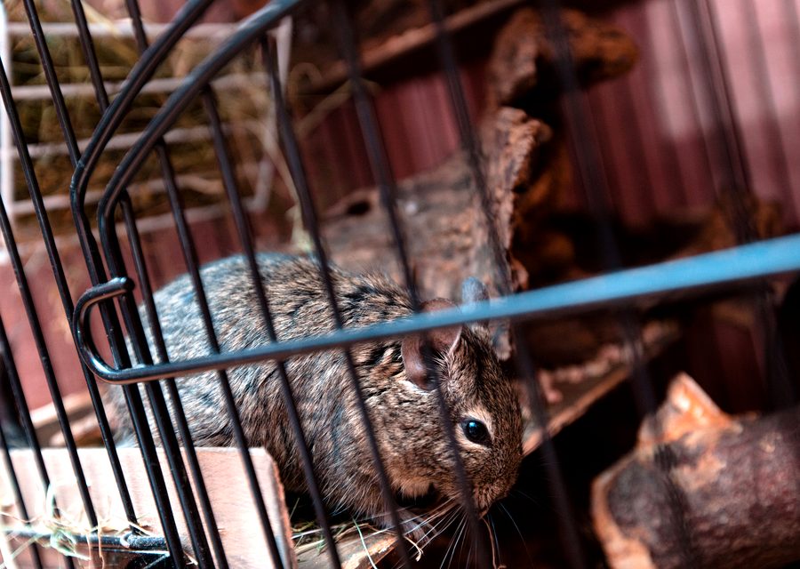 Wildlife damage repair in Mooresburg