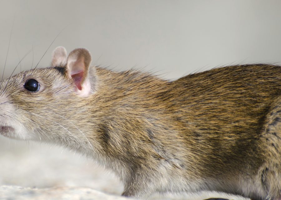 Wildlife damage repair in Jonesborough