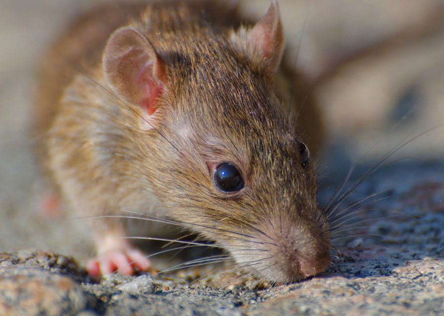 Wildlife damage repair in Greenback